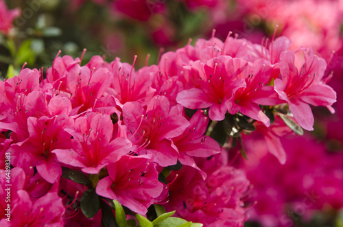 Fototapeta japoński japonia kwiat sprężyna różowy