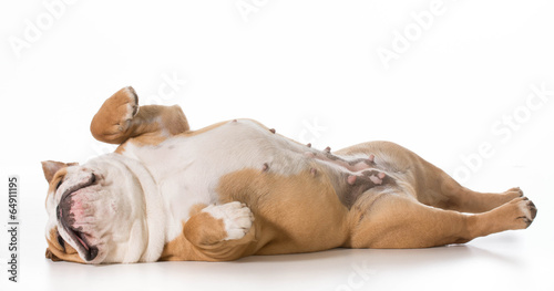 Fotoroleta szczenię pies zwierzę ładny