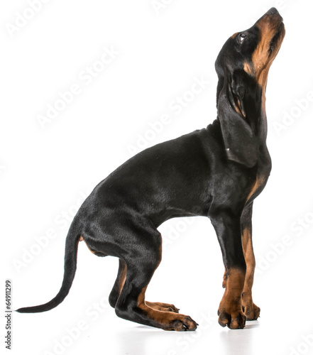 Plakat zwierzę szczenię pies ssak zapach