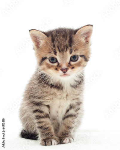 Plakat zwierzę ładny kociak