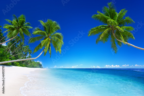 Fotoroleta natura morze lato palma drzewa