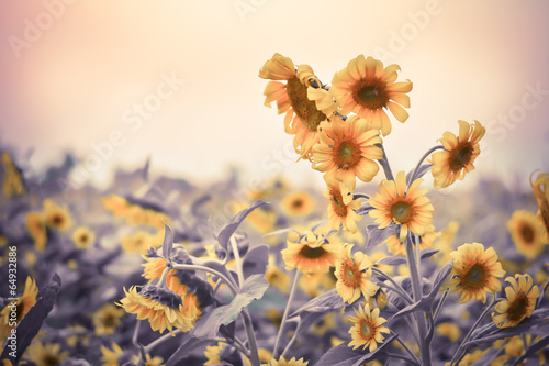 Plakat pole rolnictwo vintage kwiat słońce