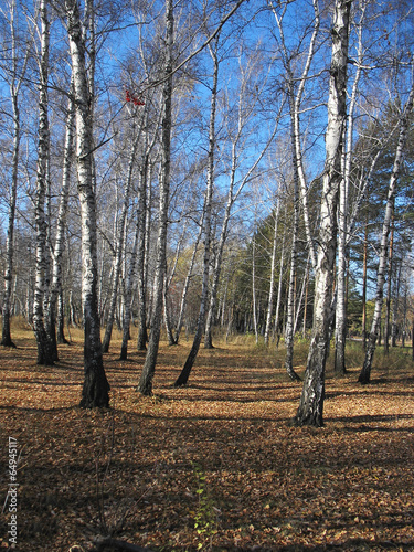 Obraz na płótnie jesień park brzoza widok