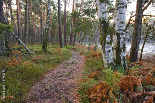 Obraz na płótnie jesień krajobraz trawa ścieżka las