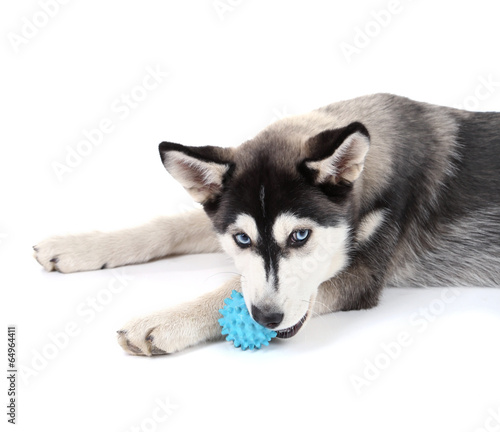 Naklejka szczenię pies zabawa zwierzę oko