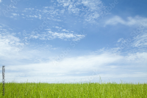 Fototapeta błękitne niebo trawa świeży