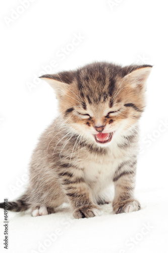 Obraz na płótnie kot ładny kociak