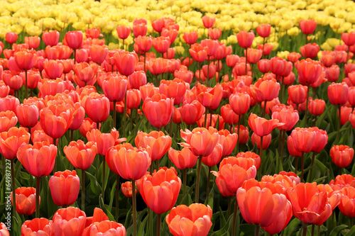 Plakat tulipan park kwiat kanada bukiet