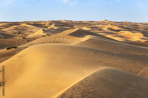 Naklejka arabian pustynia roślina arabski wschód