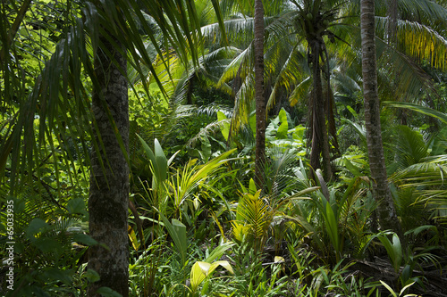 Plakat dżungla natura brazylia tropikalny palma