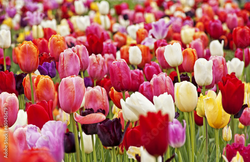 Fototapeta kwiat tulipan krajobraz natura kolorowy