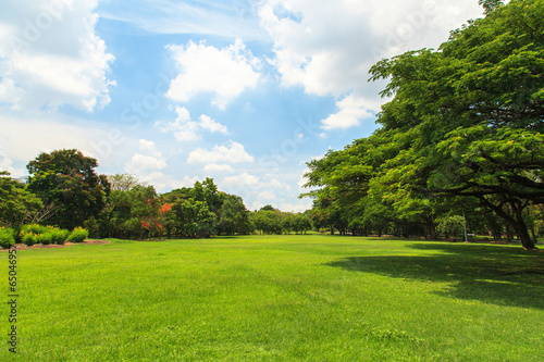 Obraz na płótnie wiejski park drzewa lato