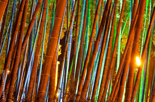 Obraz na płótnie las drzewa noc azja
