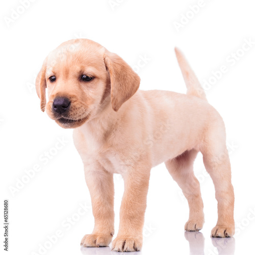 Fotoroleta labrador ładny pies zwierzę szczenię