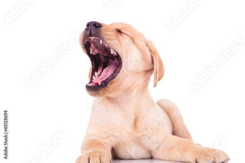 Fotoroleta labrador ładny twarz zwierzę pies