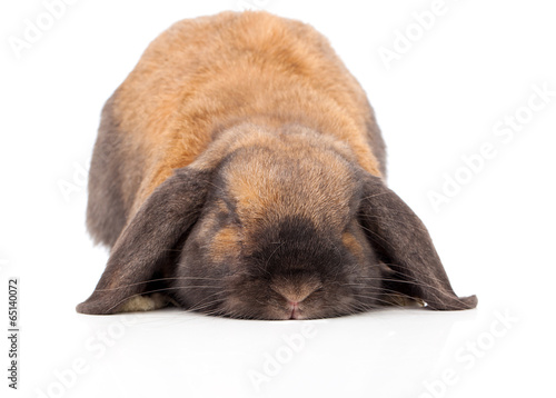 Plakat ładny zabawa zwierzę szczęśliwy królik