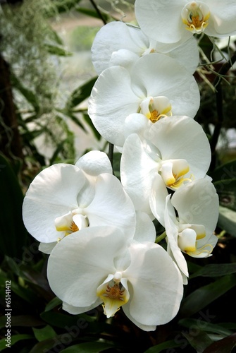 Obraz na płótnie roślina tropikalny storczyk kwitnący