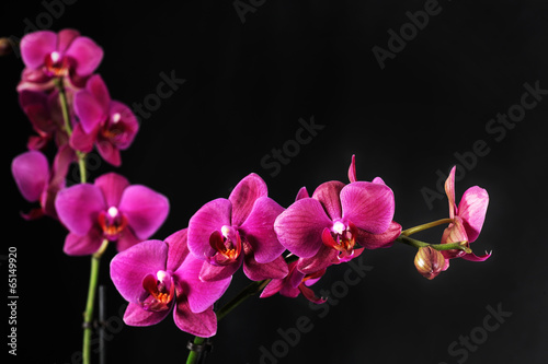 Fotoroleta piękny kwiat roślina gałązka