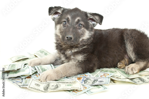 Fototapeta Pies i pieniądze