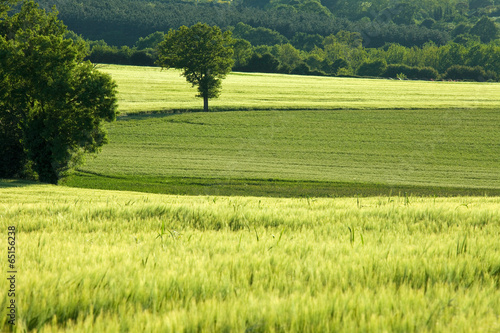 Fotoroleta rolnictwo lato pastwisko wiejski