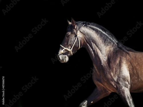 Plakat jeździectwo zwierzę piękny