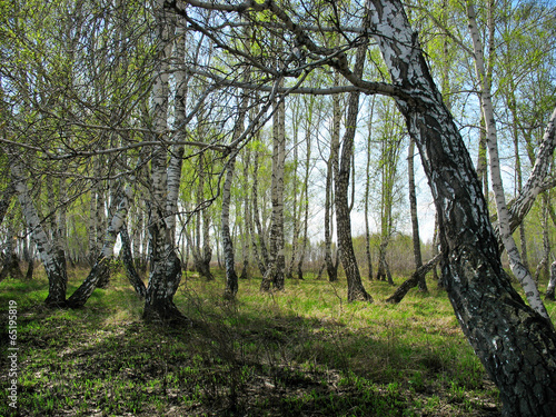 Fototapeta trawa las gałązka widok brzoza