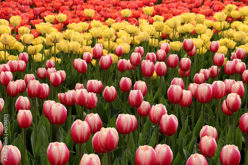 Naklejka pole tulipan kanada kwiat park