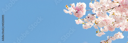 Fotoroleta panorama drzewa ogród wiśnia kwiat