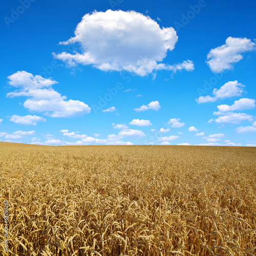 Plakat rolnictwo pszenica krajobraz