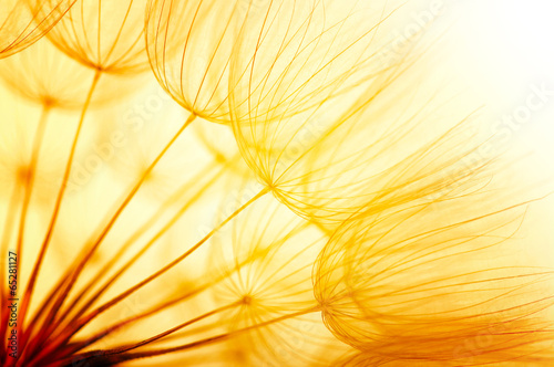 Fototapeta słońce piękny roślina