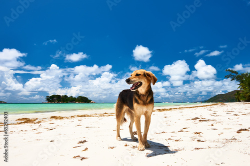 Naklejka Pies na plaży
