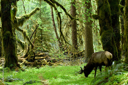 Fototapeta las wybrzeże zwierzę pastwisko góra