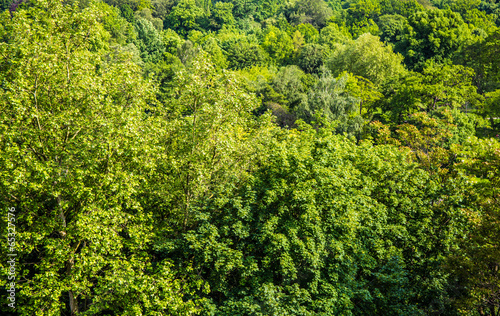 Fototapeta las krajobraz buk lato łąka