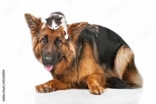Naklejka portret zwierzę kociak pies