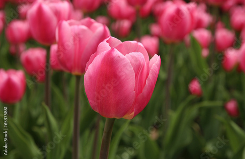 Fotoroleta kwiat piękny tulipan