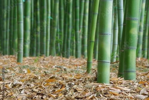 Fotoroleta bambus krajobraz roślina kioto liść