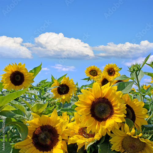 Fotoroleta słonecznik błękitne niebo słońce natura