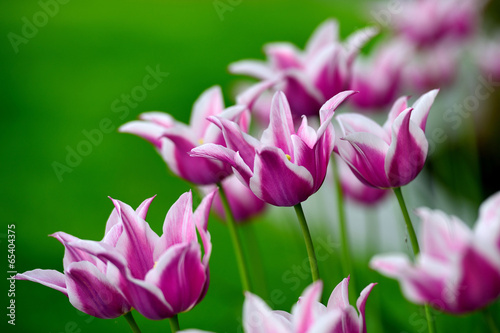 Plakat witalność obraz ogród tulipan
