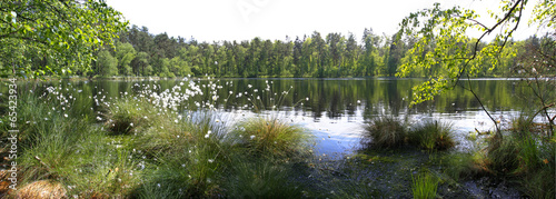 Obraz na płótnie las kwiat jezioro natura trawa