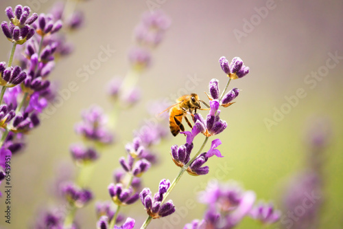 Naklejka lawenda natura pyłek świeży