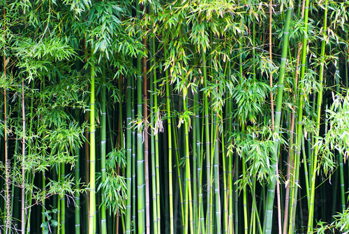 Fotoroleta orientalne zen bambus japonia drzewa