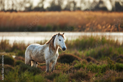 Fotoroleta koń francja natura łąka