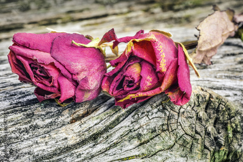 Fototapeta piękny kwiat miłość vintage bukiet