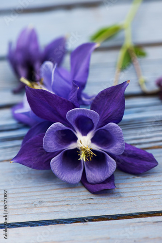 Obraz na płótnie kwiat drewno niebieski fioletowy orlik
