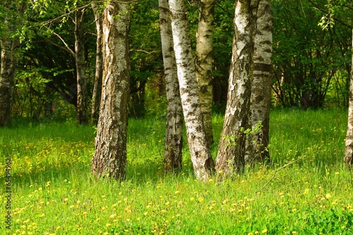 Fototapeta kwiat świeży dolina trawa las