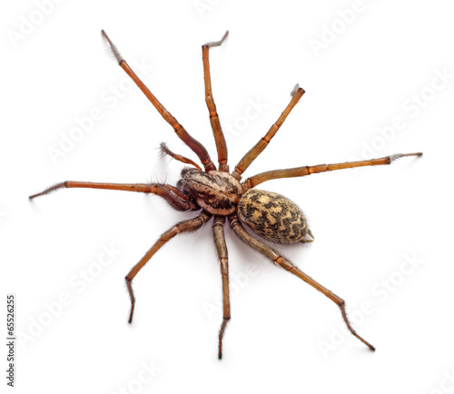 Naklejka pająk natura dziki duża pajęczak