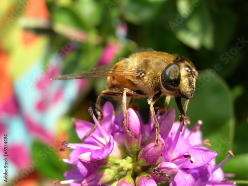 Fotoroleta kwiat pyłek nektar pszczelarz