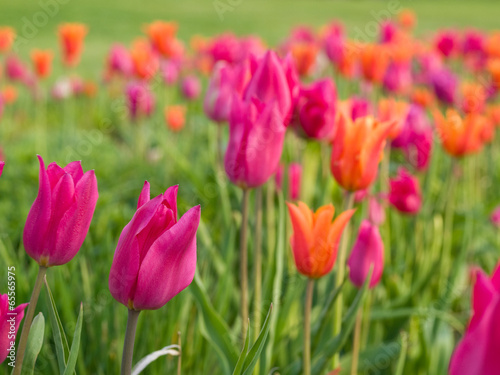 Fototapeta park tulipan ogród lato