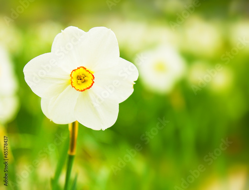 Fototapeta trawa narcyz kwiat