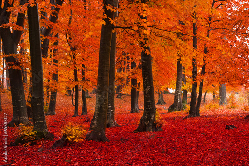Fotoroleta natura jesień las pejzaż